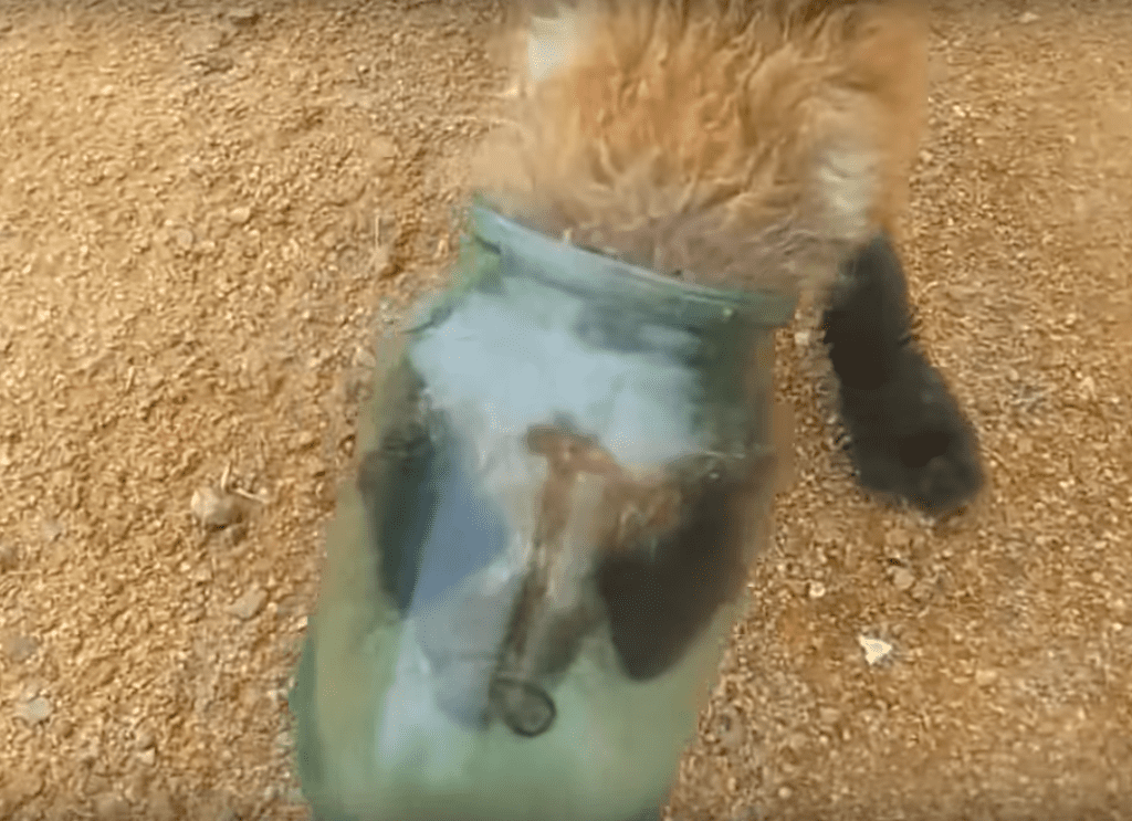 Fox-video-1024x743