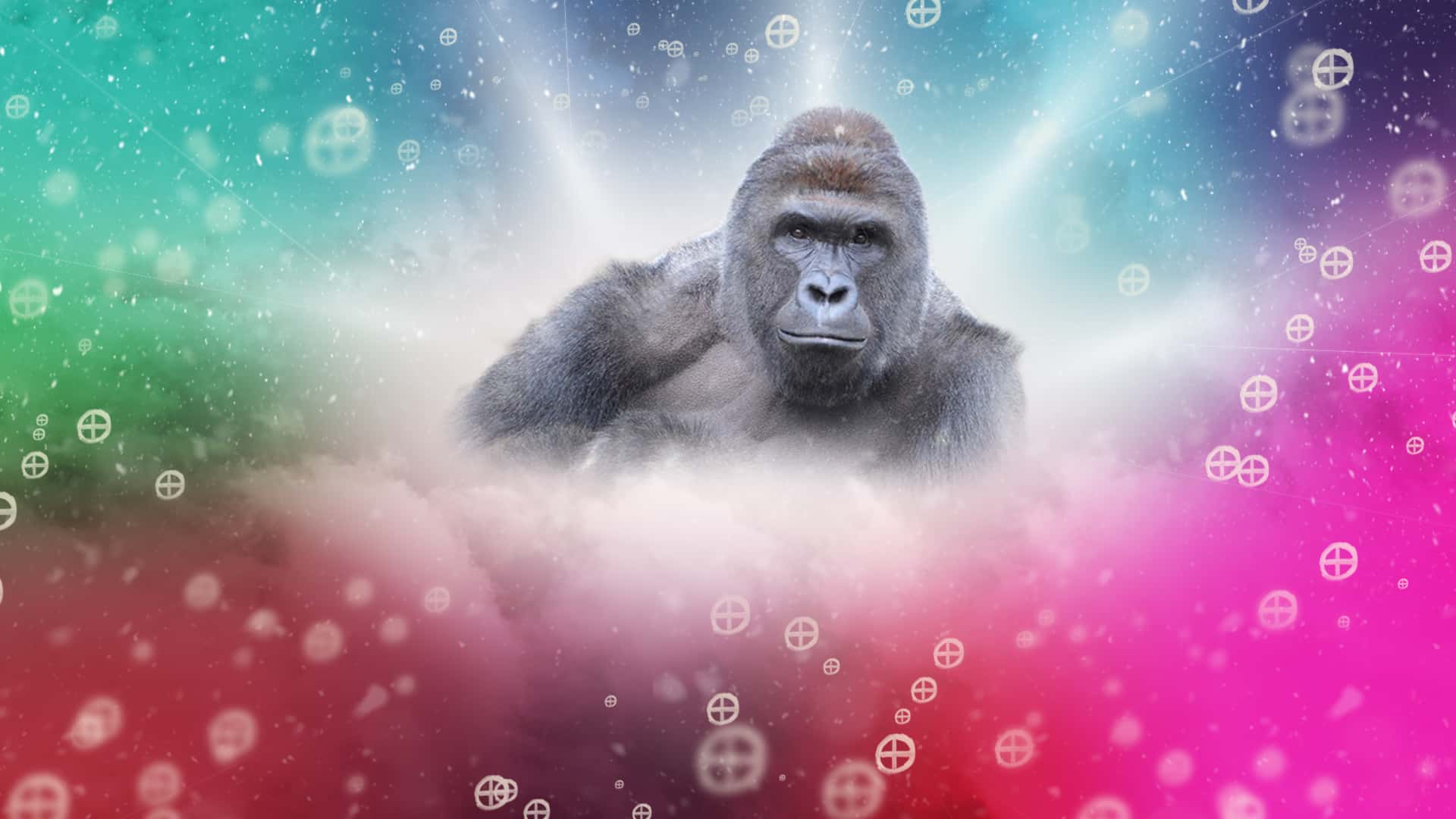 Koko The Gorilla Facts