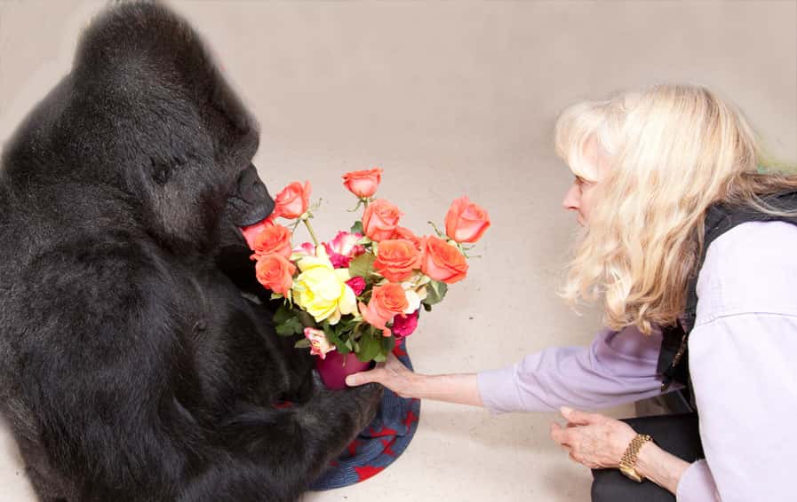 Koko The Gorilla Facts