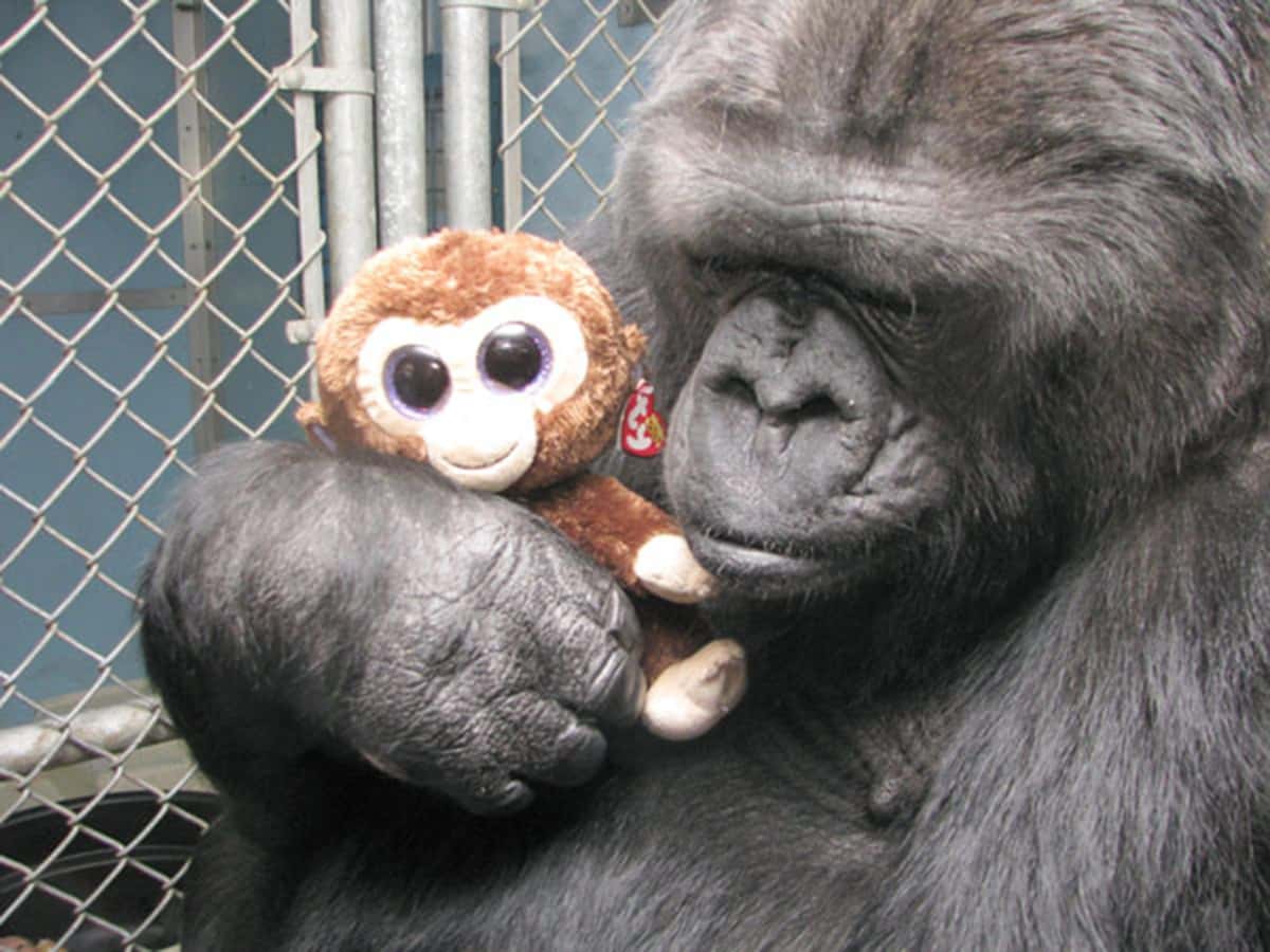 Koko The Gorilla Facts