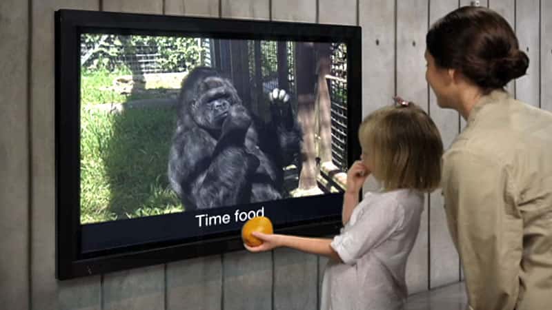 Koko The Gorilla Facts