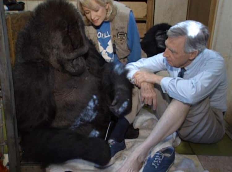 Koko The Gorilla Facts