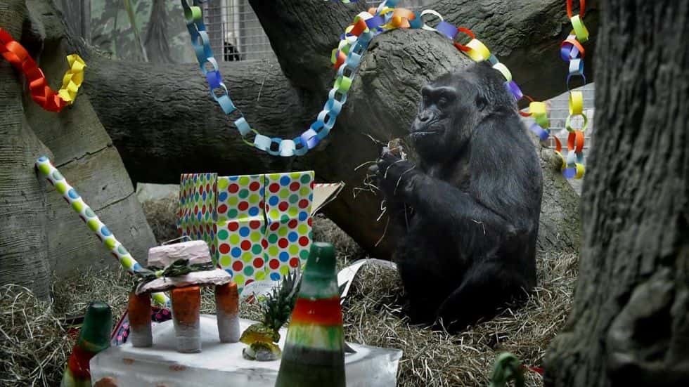 Koko The Gorilla Facts