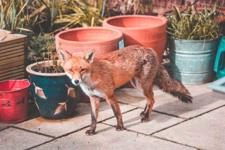 Red-Fox-Ciaran-Frederick-Flickr-1-768x512