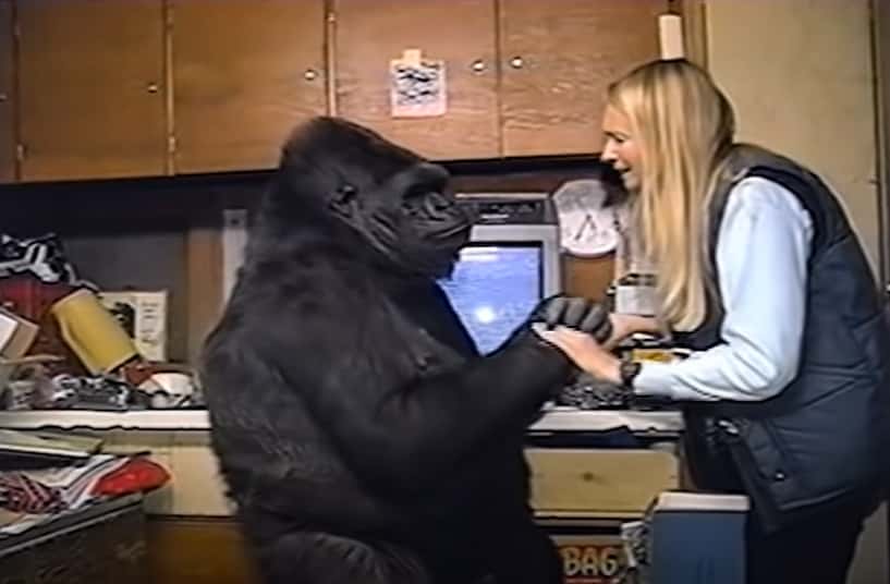 Koko The Gorilla facts