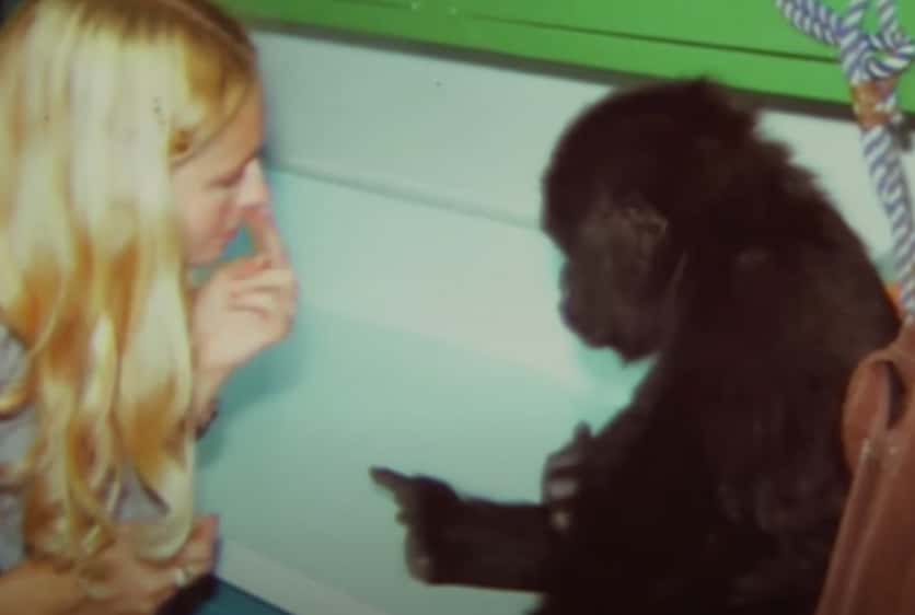 Koko The Gorilla facts