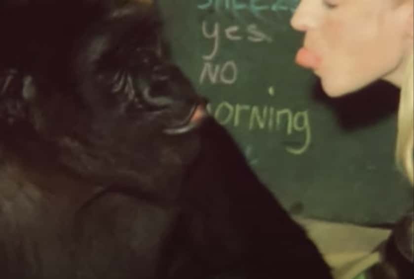 Koko The Gorilla facts