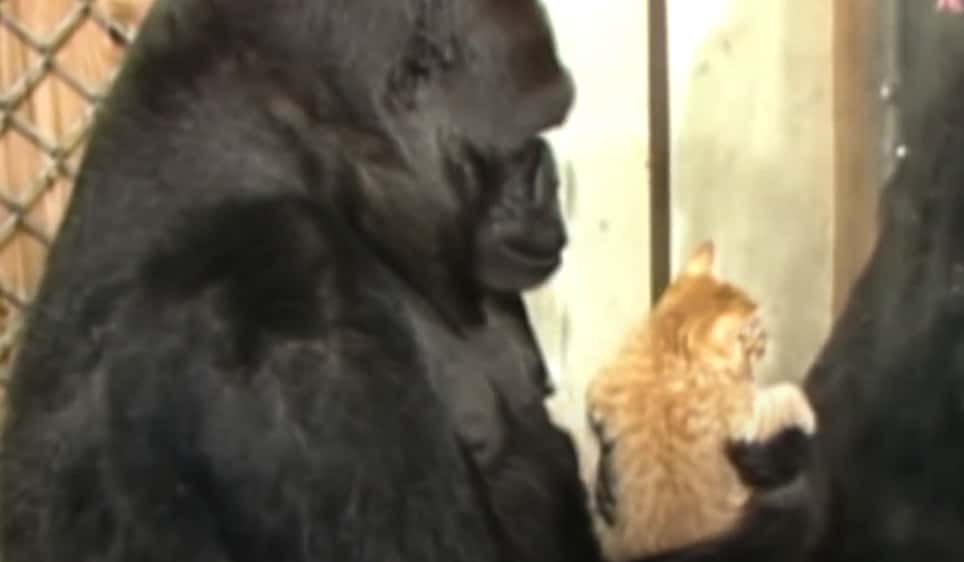 Koko The Gorilla facts