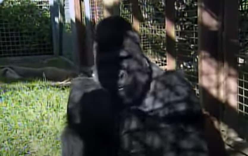 Koko The Gorilla facts