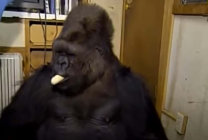 Koko The Gorilla facts