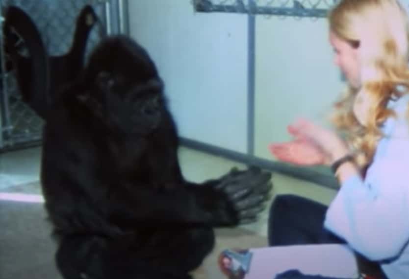 Koko The Gorilla facts