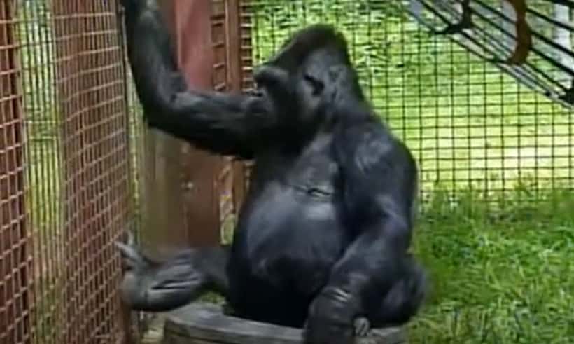 Koko The Gorilla facts