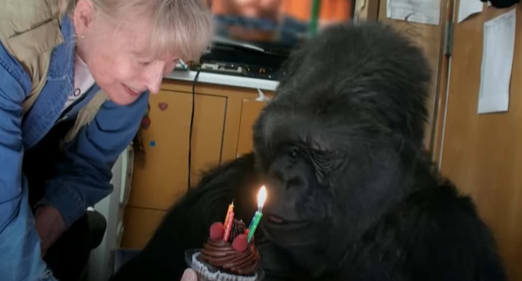 Koko The Gorilla facts