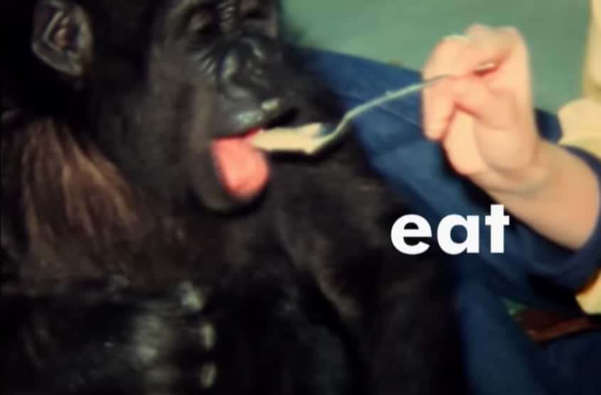 Koko The Gorilla facts