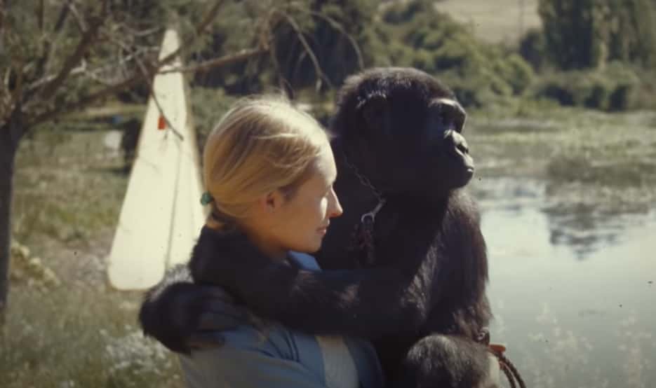 Koko The Gorilla facts