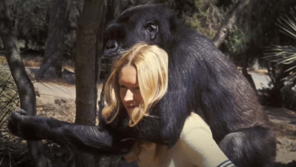 Koko The Gorilla facts