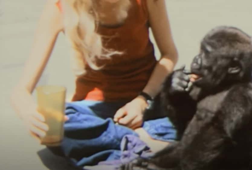Koko The Gorilla facts
