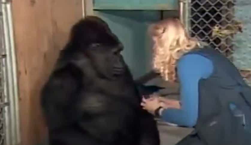 Koko The Gorilla facts
