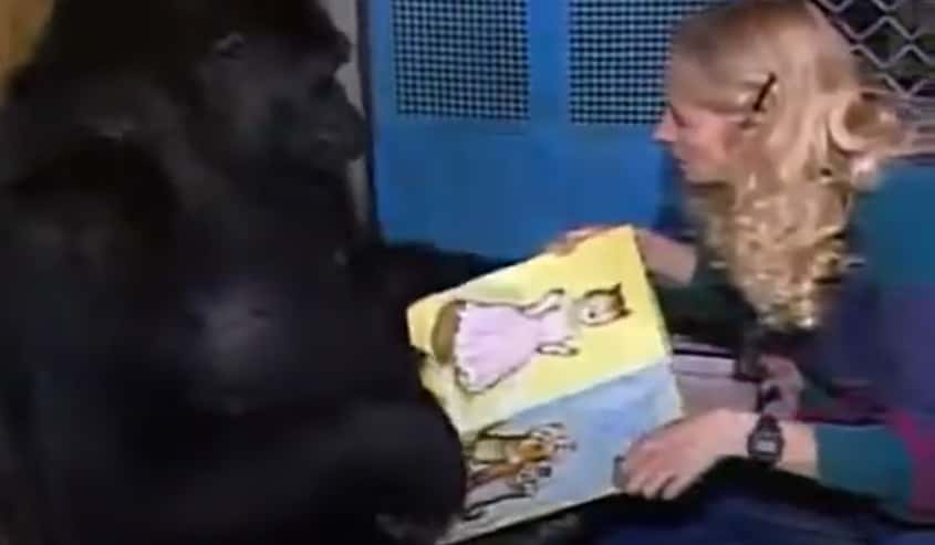 Koko The Gorilla facts