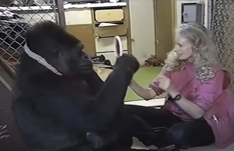 Koko The Gorilla facts