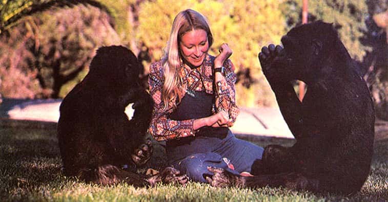 Koko The Gorilla Facts