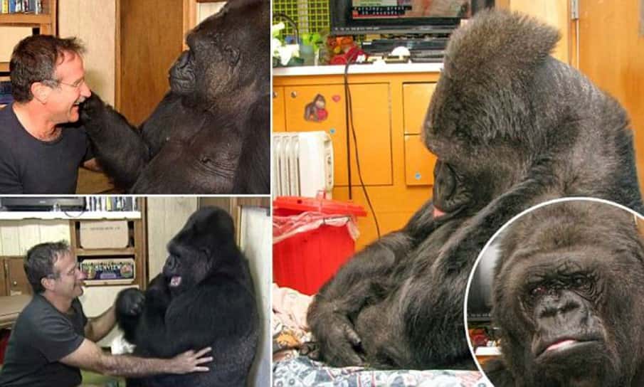 Koko The Gorilla Facts