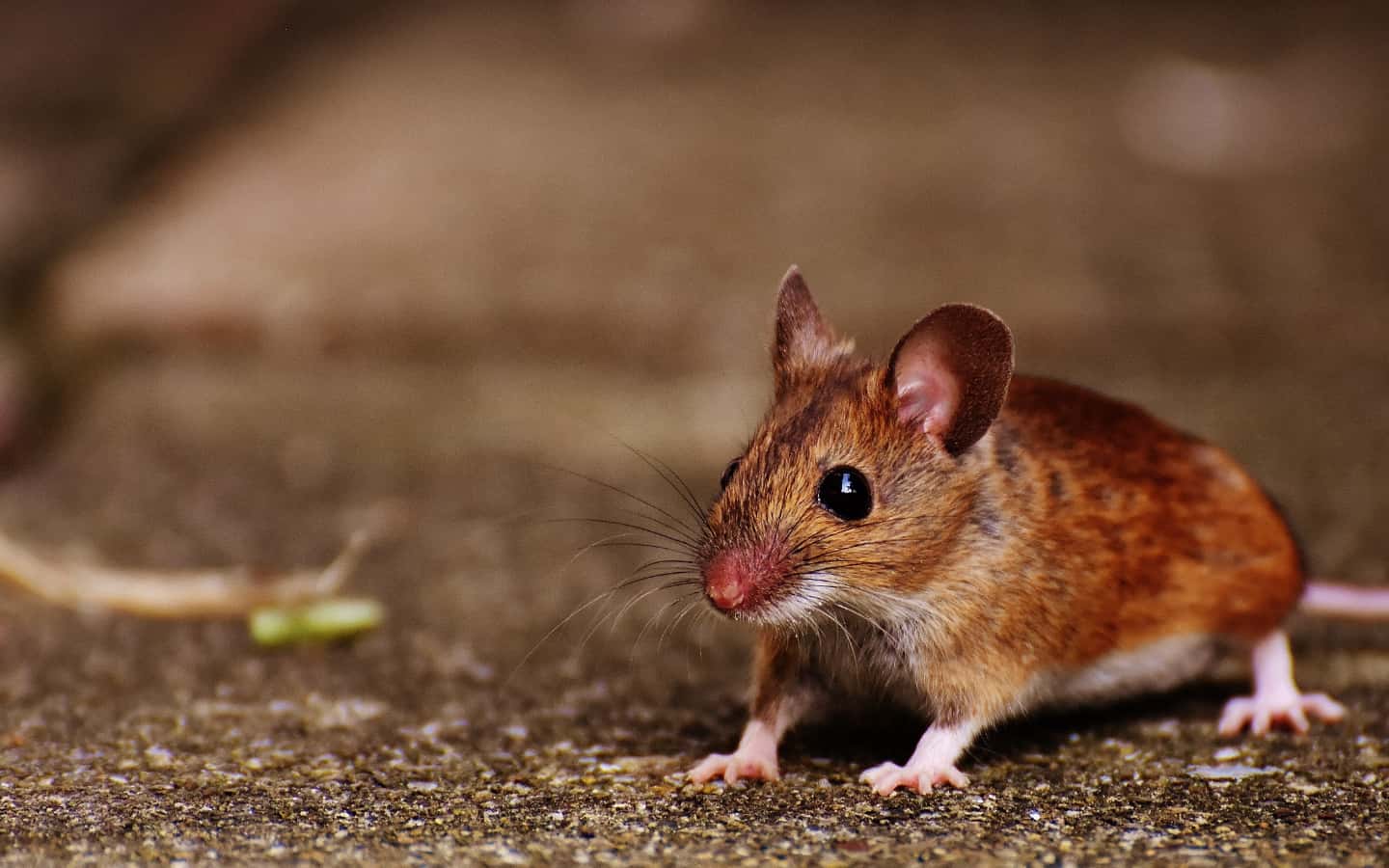 Medieval Beliefs facts