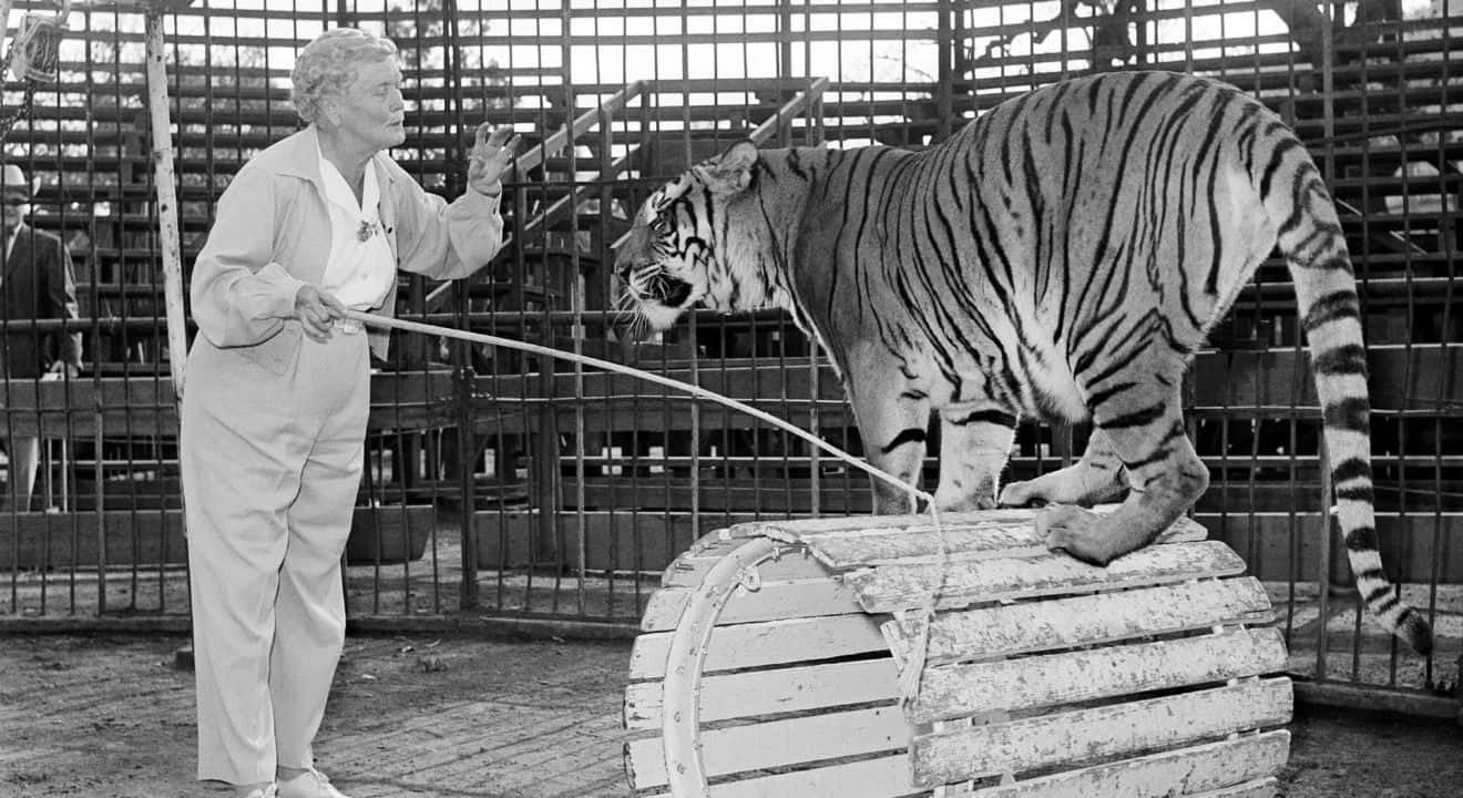 Craziest Circus Performers Facts