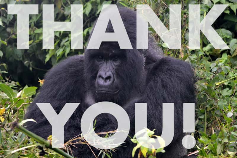 Koko The Gorilla Facts