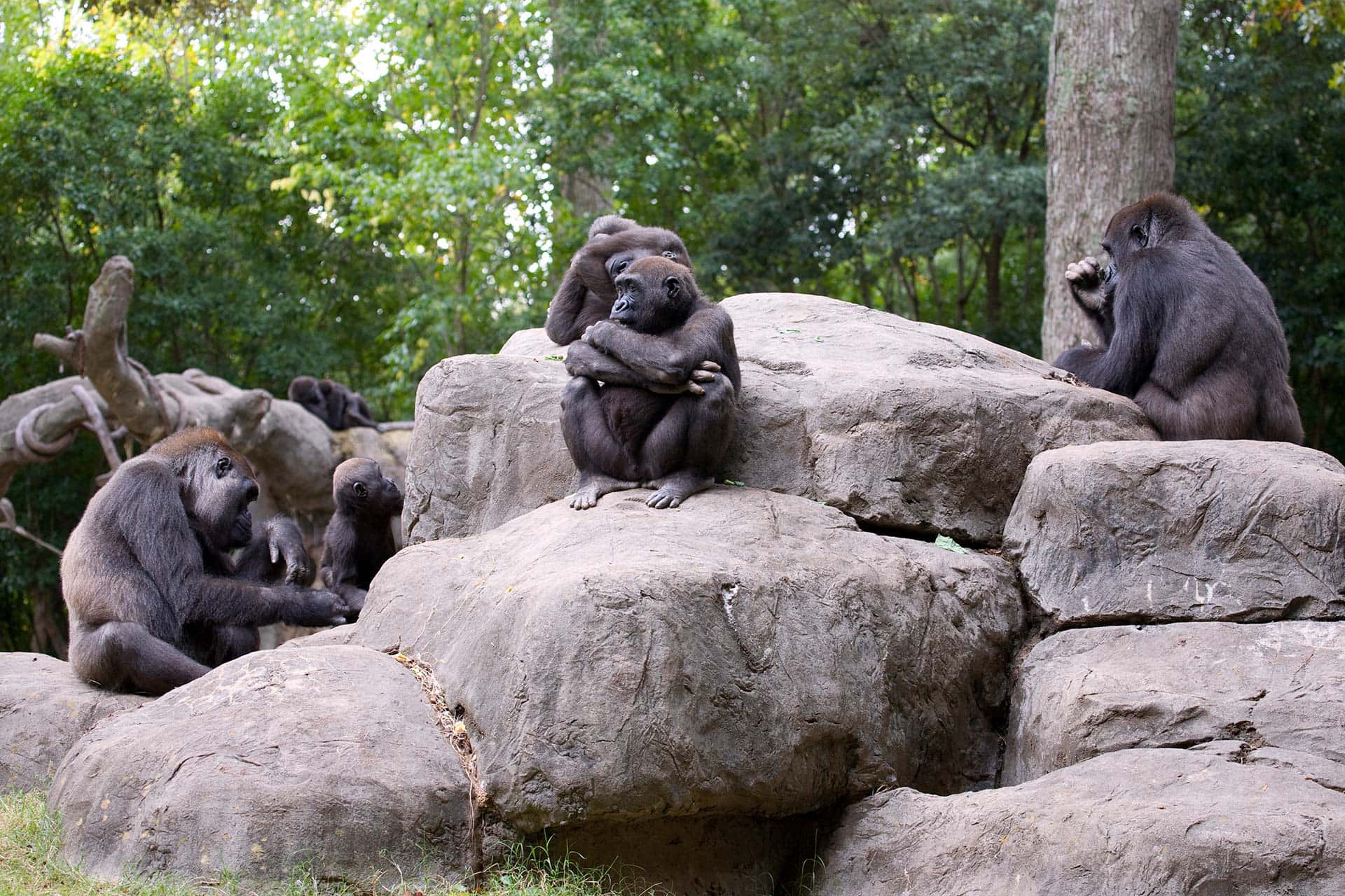 Koko The Gorilla Facts