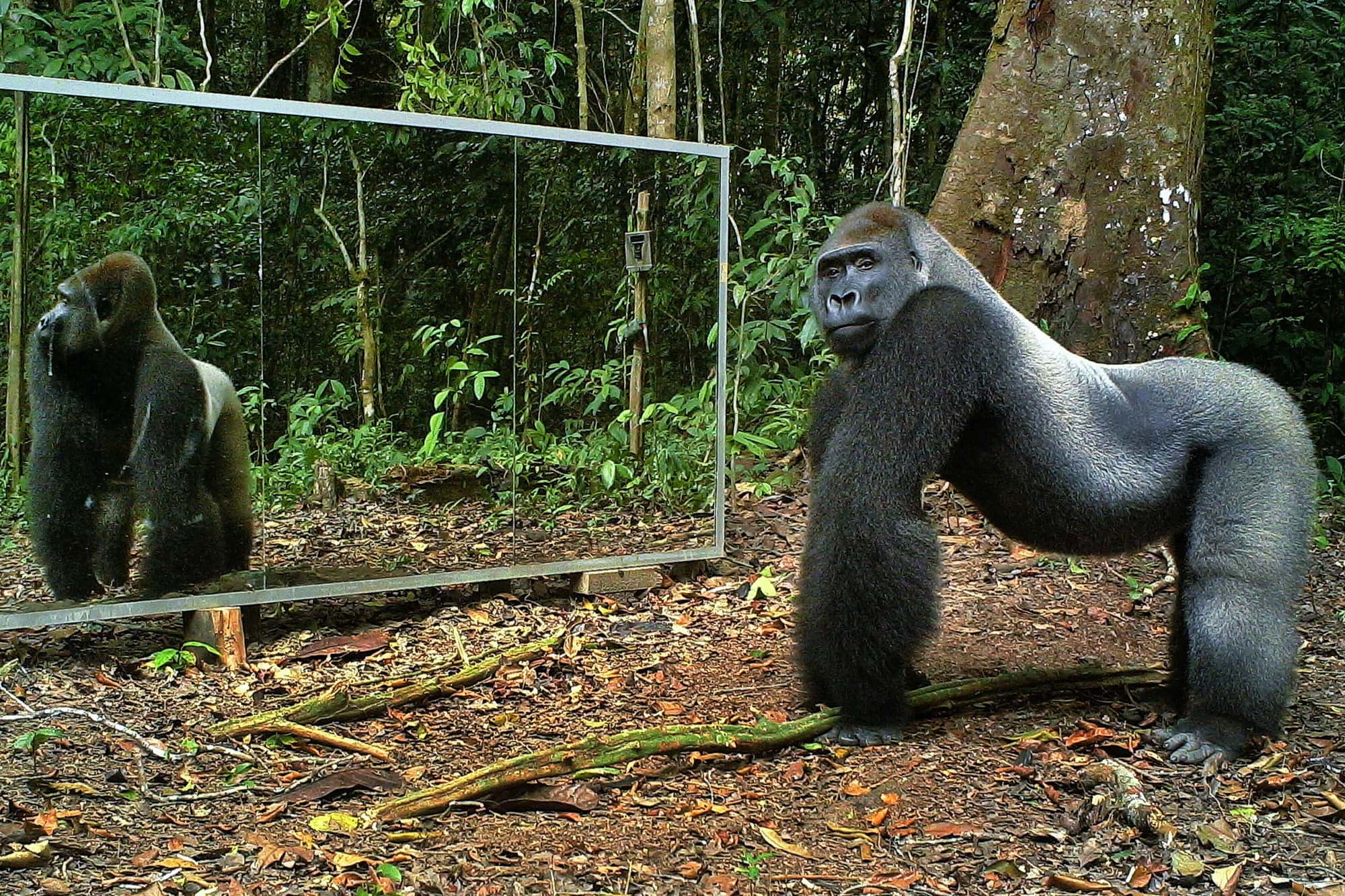 Koko The Gorilla Facts