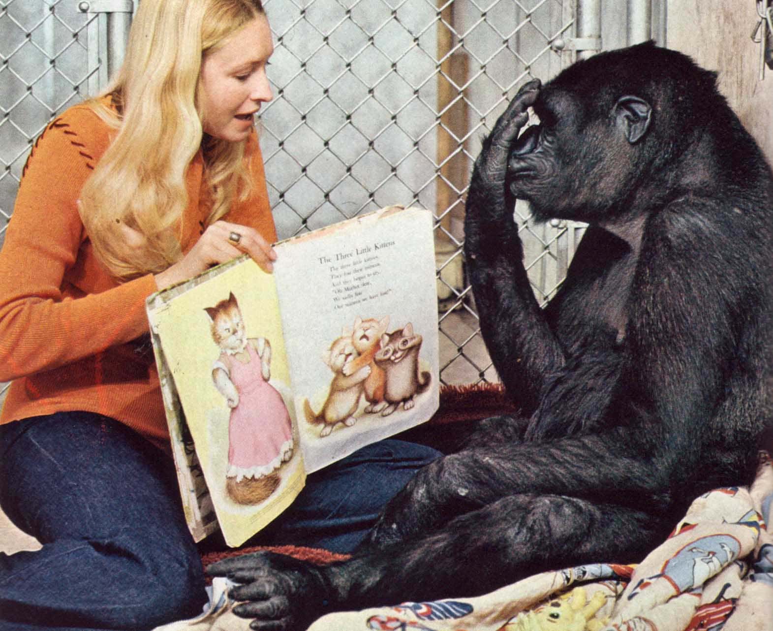 Koko The Gorilla Facts