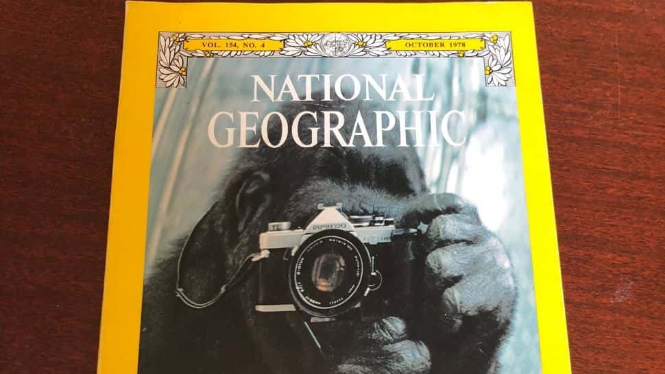 Koko The Gorilla Facts