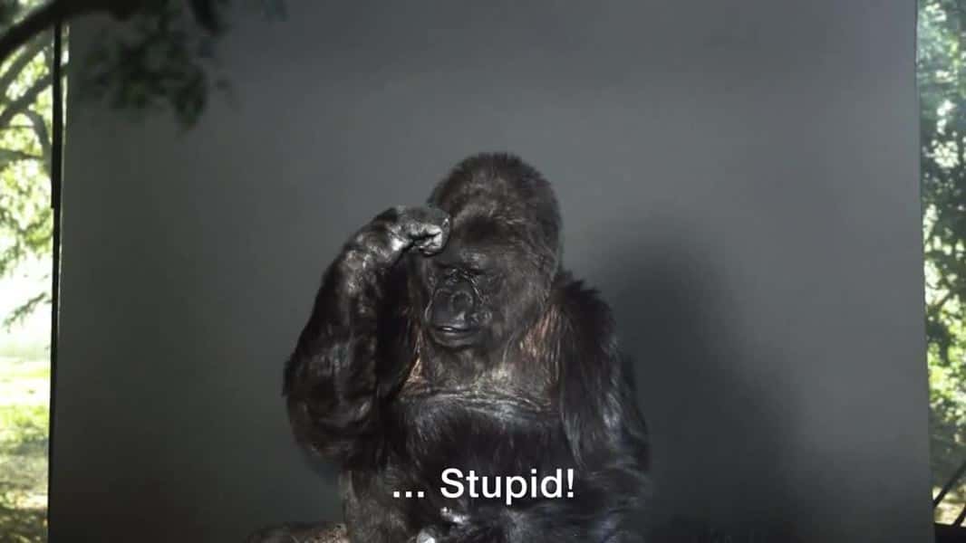 Koko The Gorilla Facts