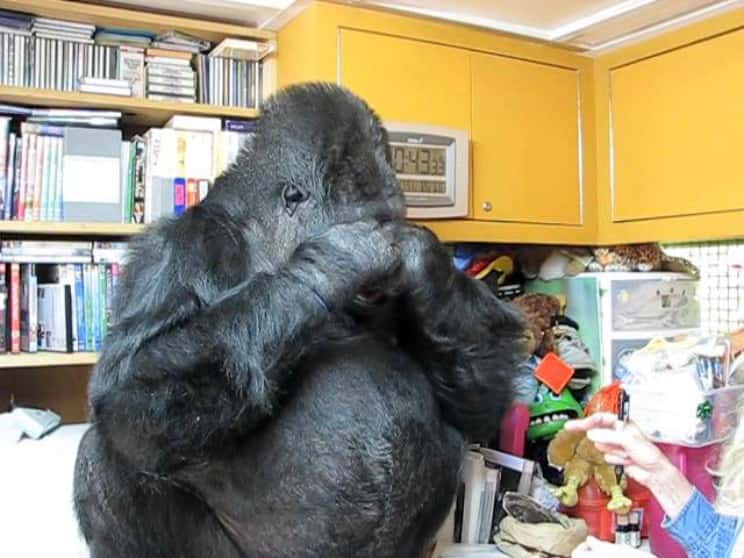 Koko The Gorilla Facts