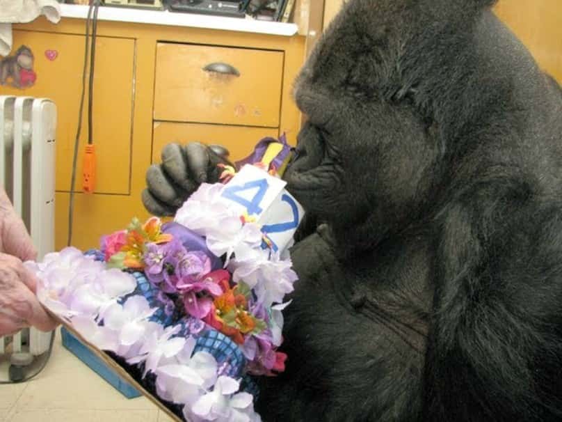 Koko The Gorilla Facts