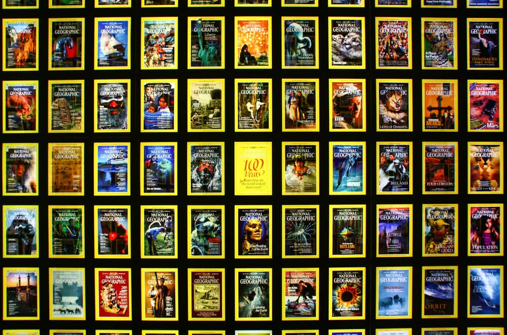 Koko The Gorilla facts