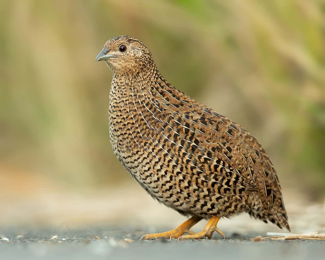 Quail