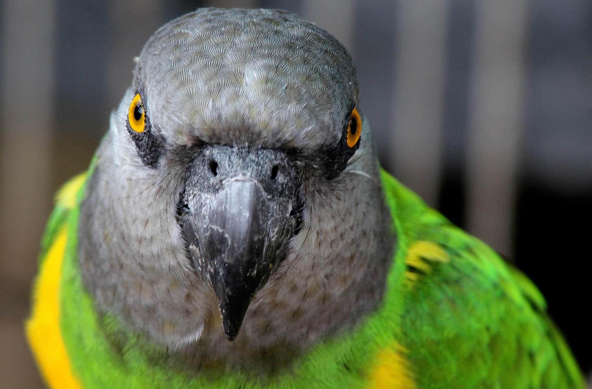 Brain Autopilot facts