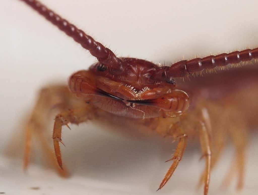 Horrifying Thing Woken Up To facts