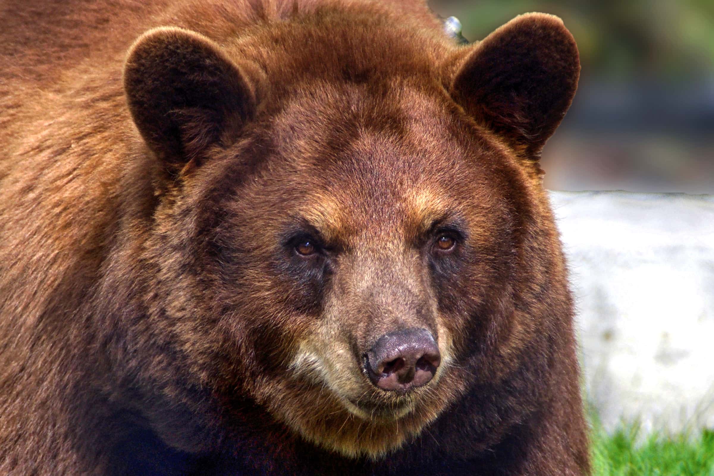 Wild Bill Hickok Facts