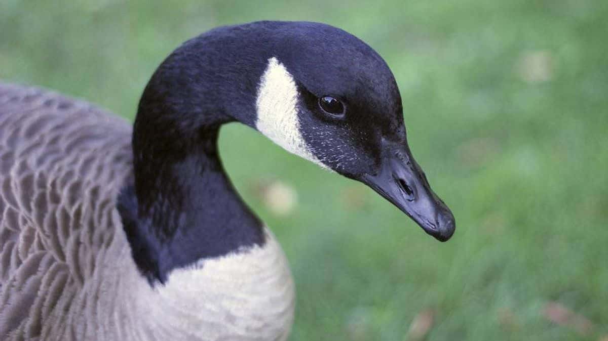 Sneak Through Airport Security facts 