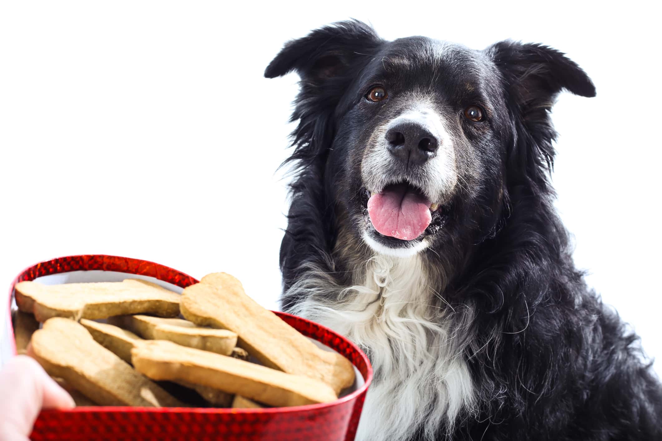 Brain Autopilot facts