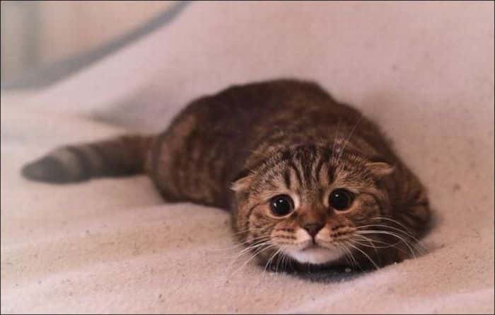 Divorce Stories Cats