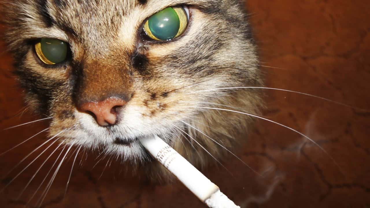 Agatha Christie facts