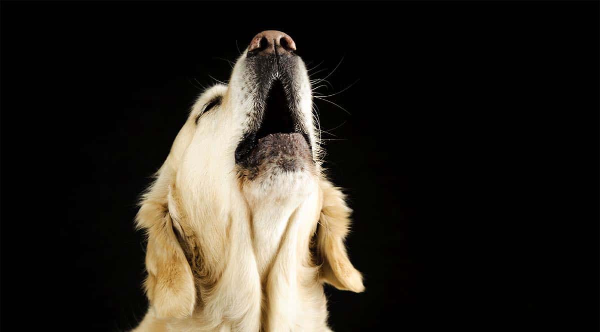 Encounters With The Supernatural facts