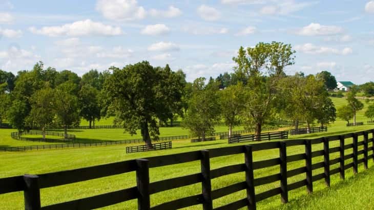 Andre the Giant Facts