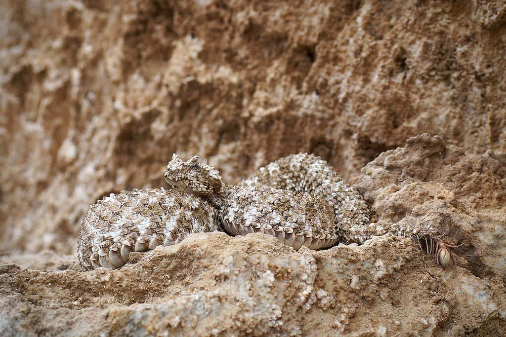 Creepiest Thing in History facts