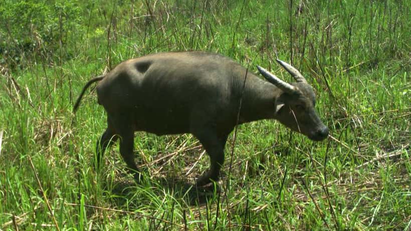 Charles Lindbergh facts