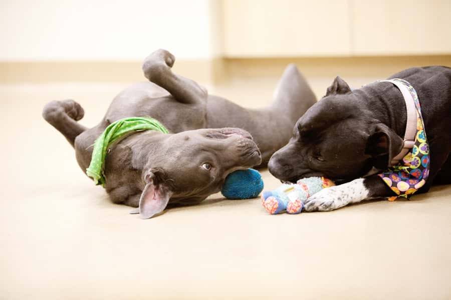 Biggest Double Life Facts